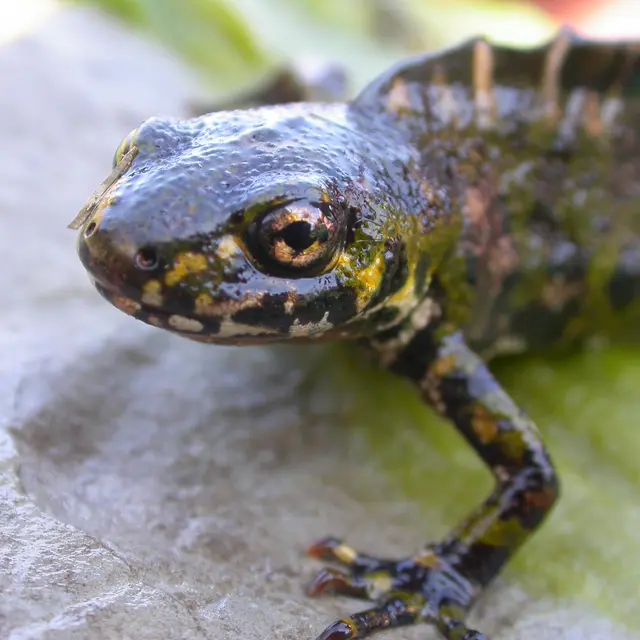 POI 8-  Triton marbré (Triturus marmoratus) Anaïs Aellen PNCRQ.JPG