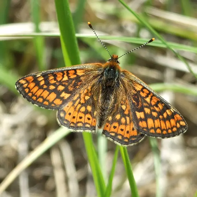 Pelouse sèchePhoto 1141.jpg