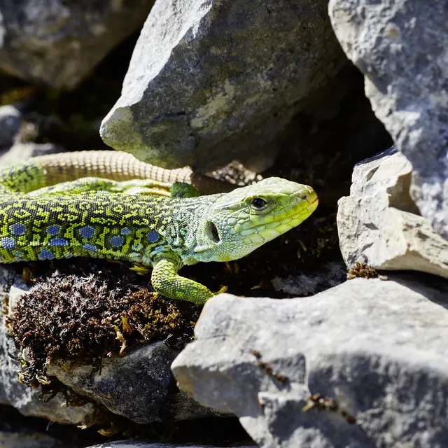 Lézart ocelé©Département du Lot.jpg