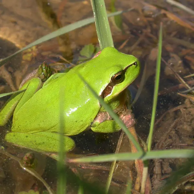 POI 8 - Rainette méridionale Hyla meridionalis © Anais Aellen PNRCQ2.JPG
