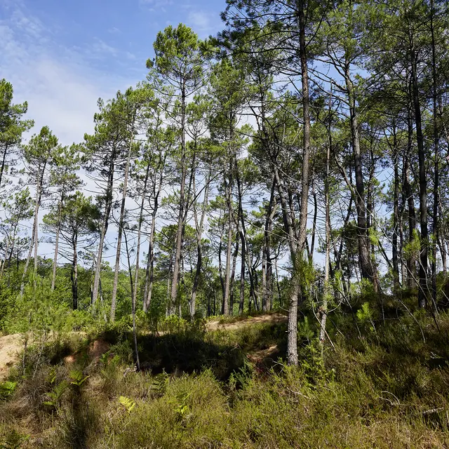 Pins maritimes © N.Blaya Département du Lot.jpg