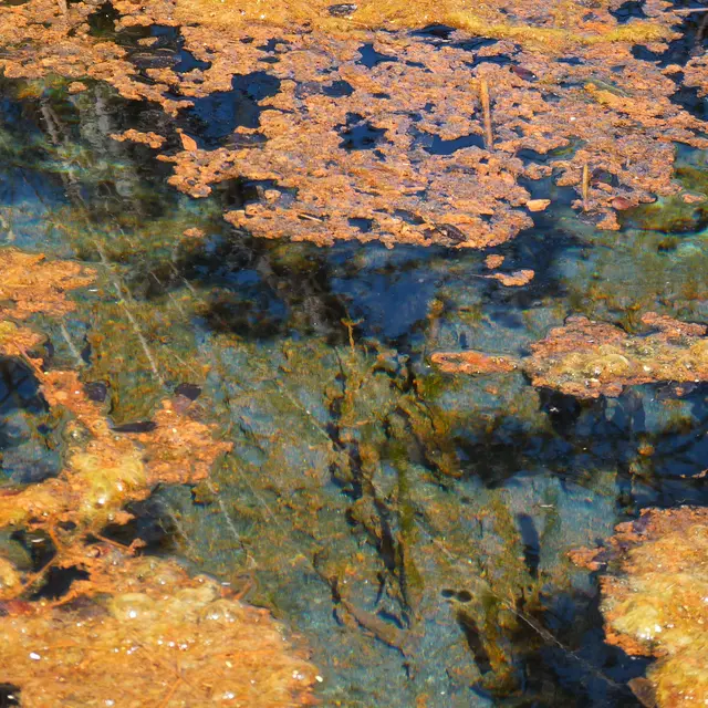 Source de la gourgue - hélène Ménard.JPG