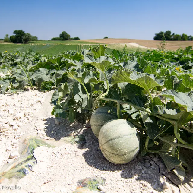 Champ de melons du Quercy à Flaugnac--© Lot Tourisme - C. Novello.jpg