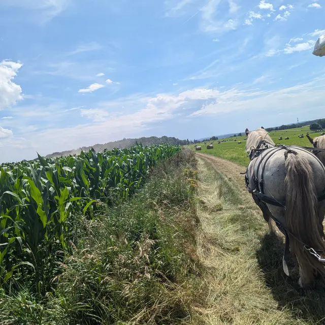Promenade champs, couverture sur guide © Les Calèches de l'Aunette.jpg