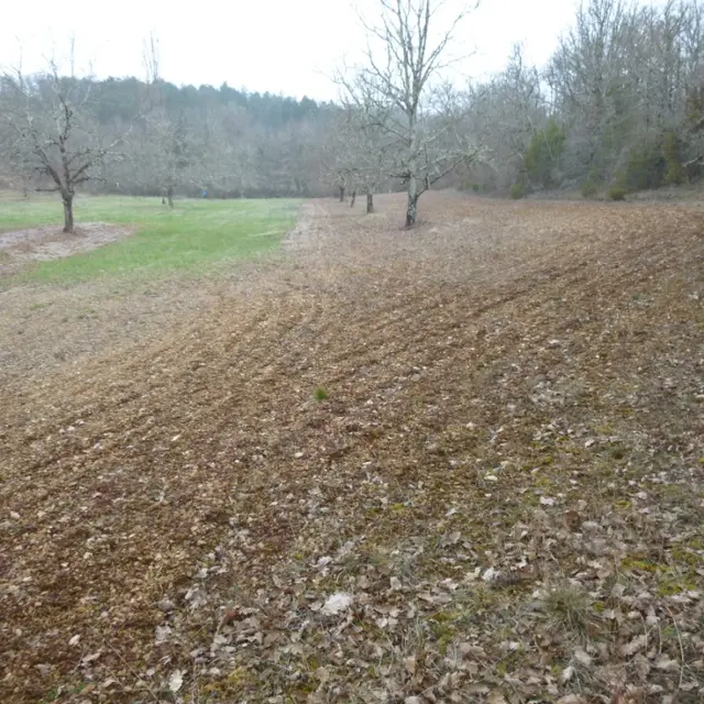 truffiere bournel.JPG