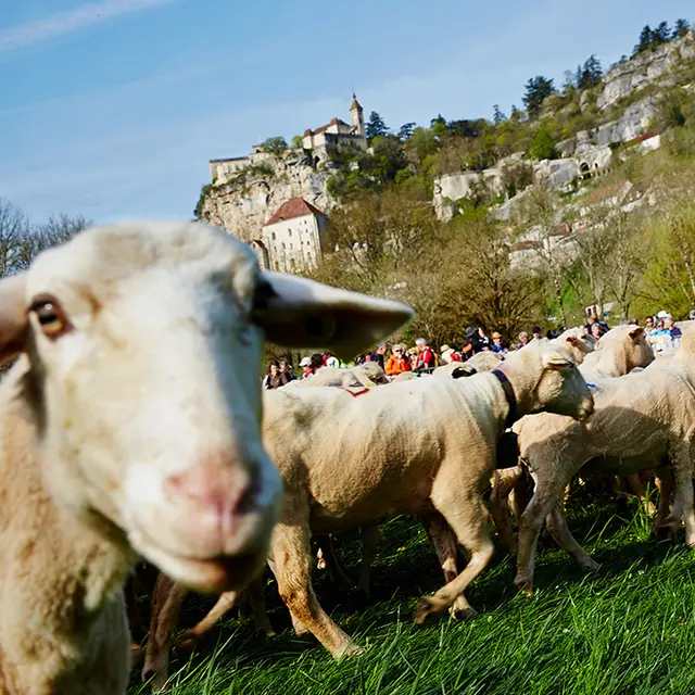 180220-Transhumance-en-Quercy-a-Rocamadour----Lot-Tourisme---Nelly-Blaya.jpg