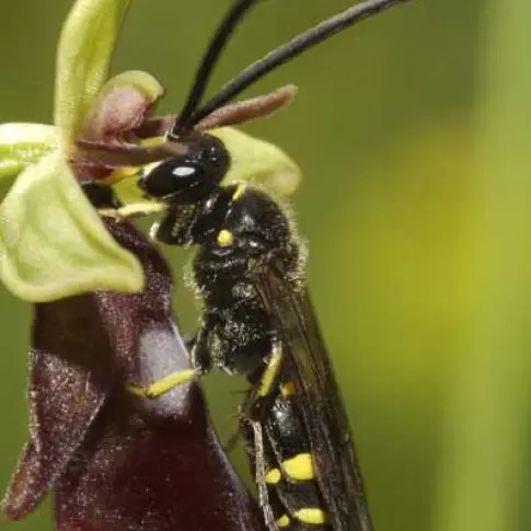 Pelouse sècheargogorytes-mystaceus_2.jpg