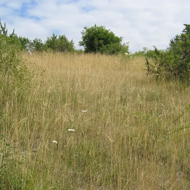 Pelouse sèche119_1907.JPG