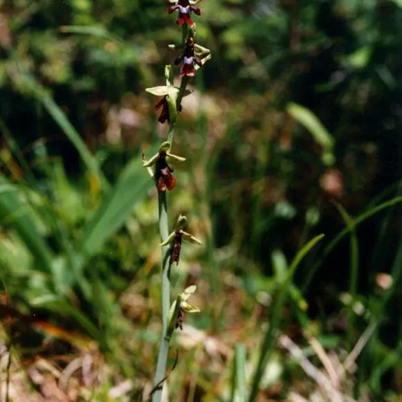 Pelouse sèche025 (1).jpg