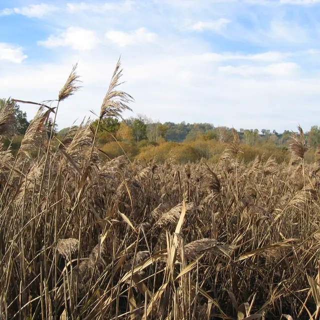 la roselière - Roselière sèche .JPG