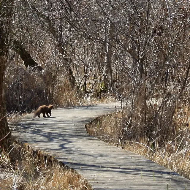 Bois humide Photo_29.03.2012_126 HM.JPG