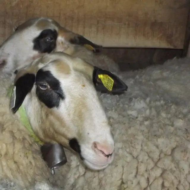 1- Caussenarde du Lot © PNRCQ.jpg