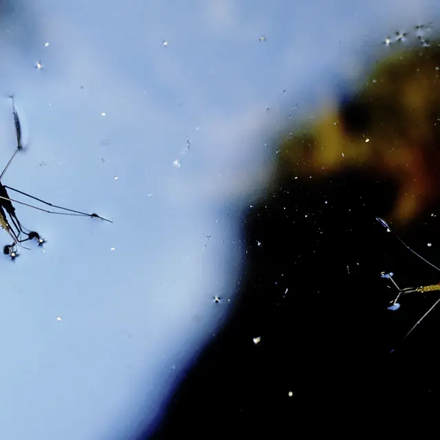 Gerris © D. Villate Département du Lot.jpg