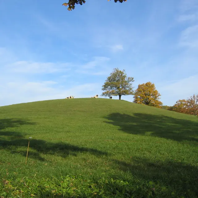 Mont Pouget - Pouget + vaches 1.JPG