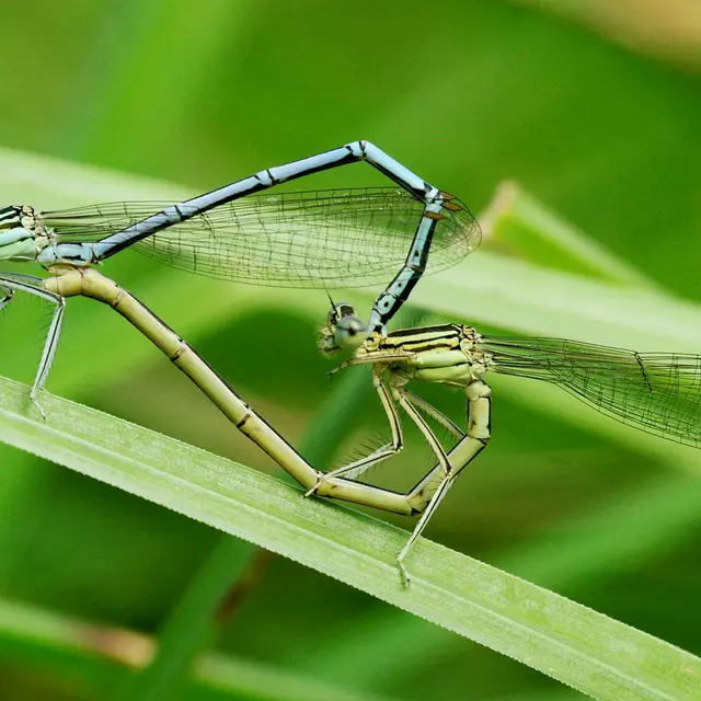 Libellule, platycnemis pennipes accouplement © D. Villate Département du Lot.jpg