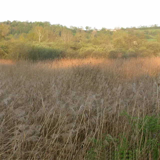 la roselière - 07.jpg