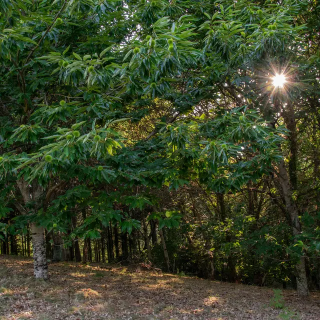 Chataigneraie du Ségala©Lot Tourisme - Cyril Novello 190725-082317.jpg