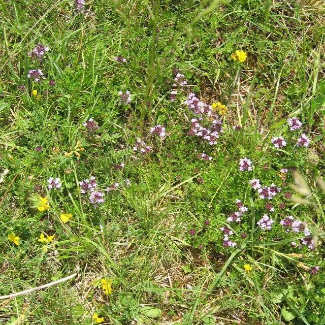 Pelouse sèche114_1498.JPG