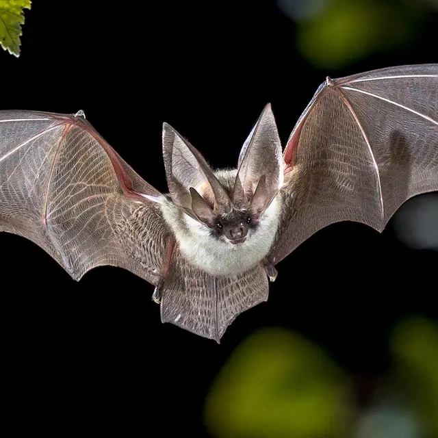 chauve-souris.jpg