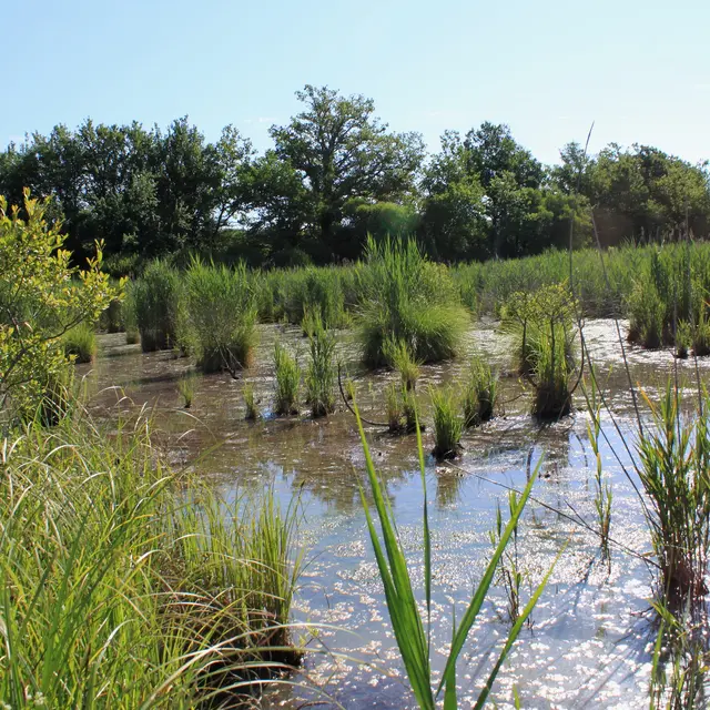 Réserve naturelle Marais de BonnefontPhoto_03.07.2012_10.JPG