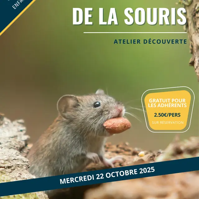souris.jpg