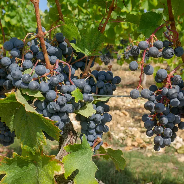 Bientôt l_heure des vendanges Lot Tourisme - C. Seguy 180917-130209.jpg