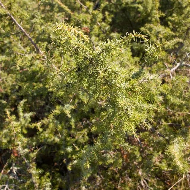 genevrier © PNR des Causses du Quercy.jpg