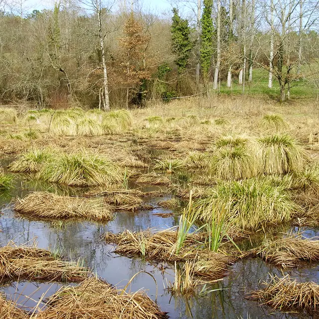 Marais des Arques, marais en eau © D. Villate Département du Lot.jpg