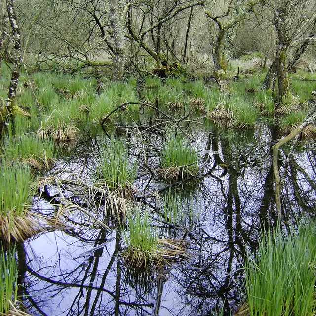 Boisement inondé © D.Villate Département du Lot.jpg