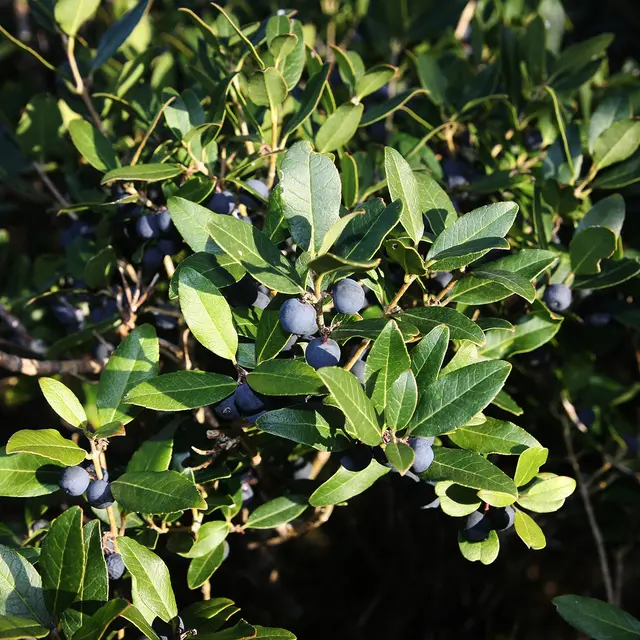 Filaire intermédiaire©A.Gouix-Département du Lot.jpg