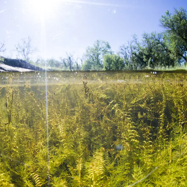 POI 8 -  Potamot_dense_©Yannick Gouguenheim - image-riviere.com PNRCQ.jpg