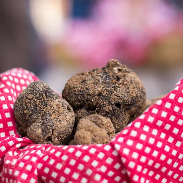 Tuber Mélanosporum ou truffe noire du Quercy--Lot Tourisme - C. Novello.jpg