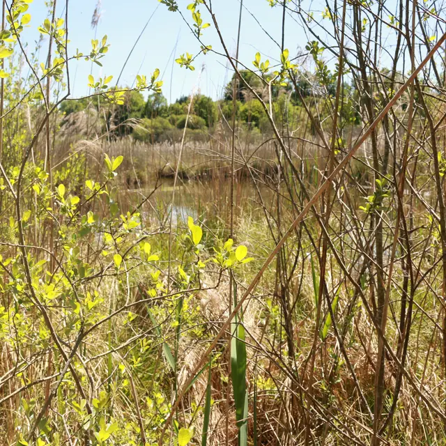 Autre vue de la roselière.JPG