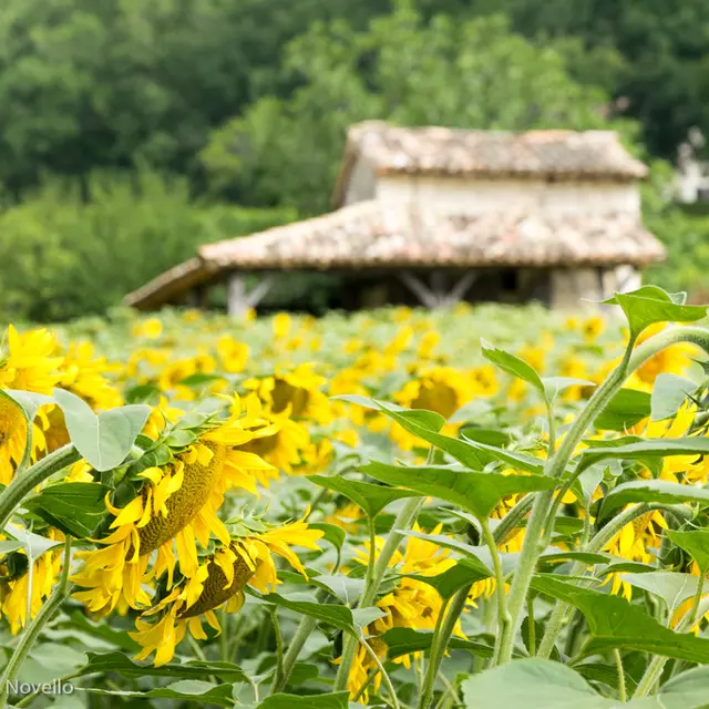 Tournesols en Quercy Blanc--© Lot Tourisme - C. Novello.jpg