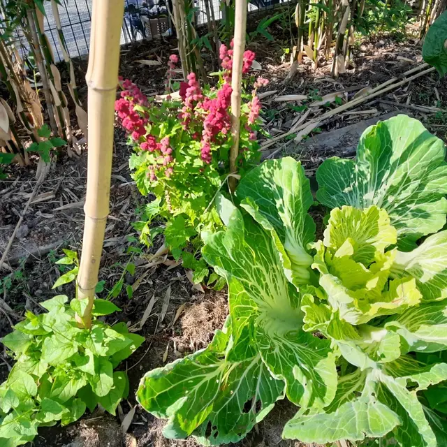 association judicieuse au potager!