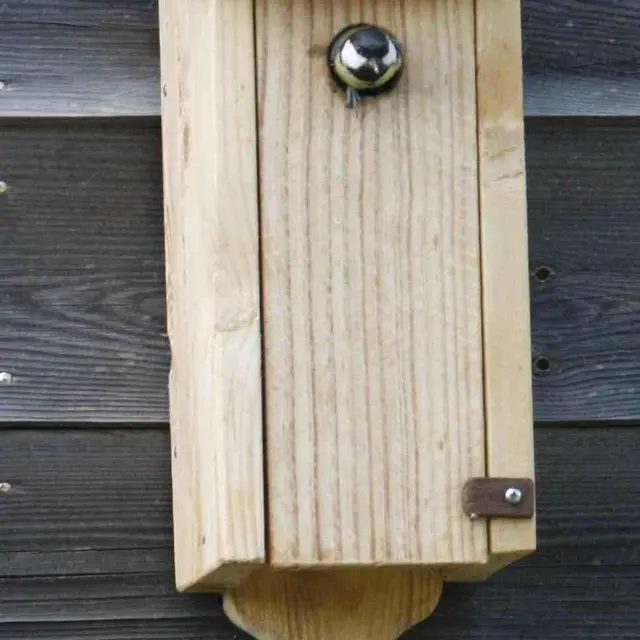 trou d'envol mésange charbonnière