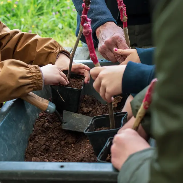 Atelier plantation de pied de vigne, Le Pallet