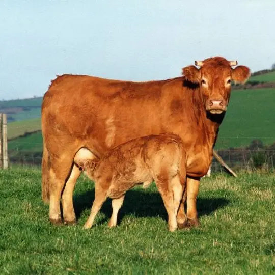 Vache-limousine