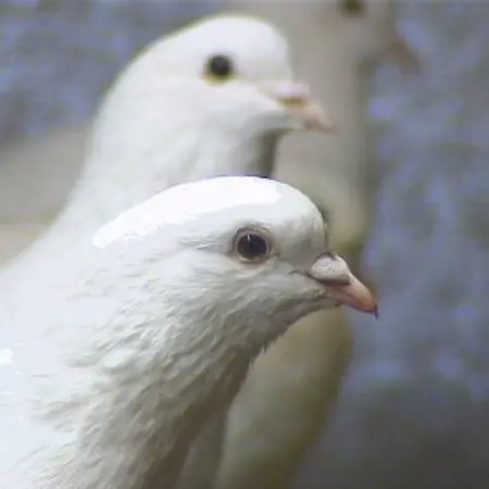 Pigeondechair