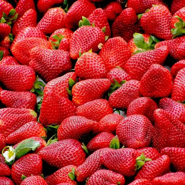 Fraises00