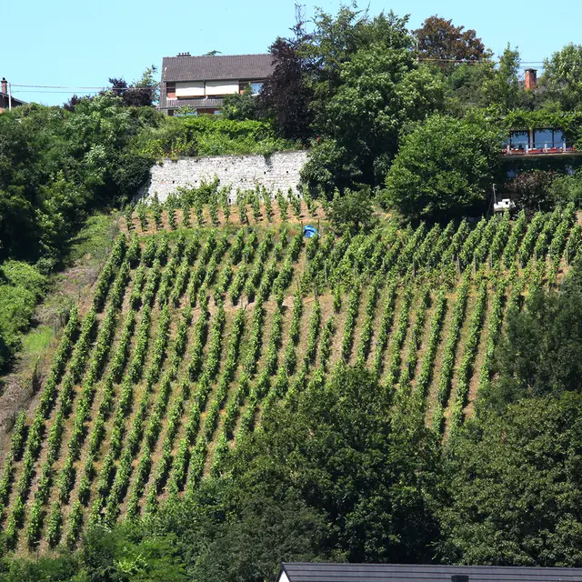 Clos Bois Marie - Huy - Vignoble