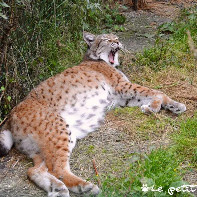 Lynx-4-petit-parc-ben-ahin
