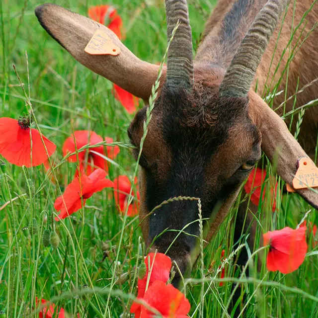 Coquelicots