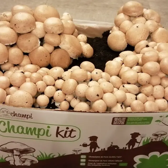 Champi Kit Pairs Bruns