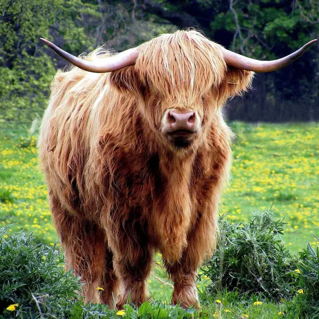 Vache Highland