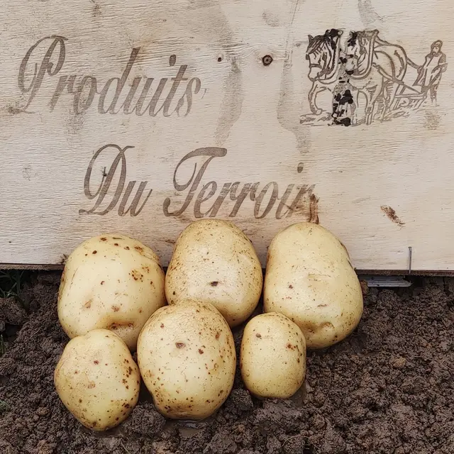 Pommes de terre