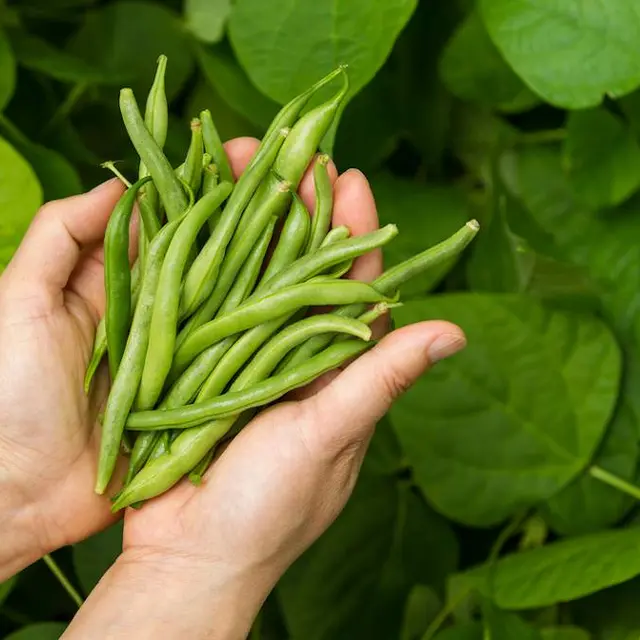 Les Jardins de Longpre - haricot
