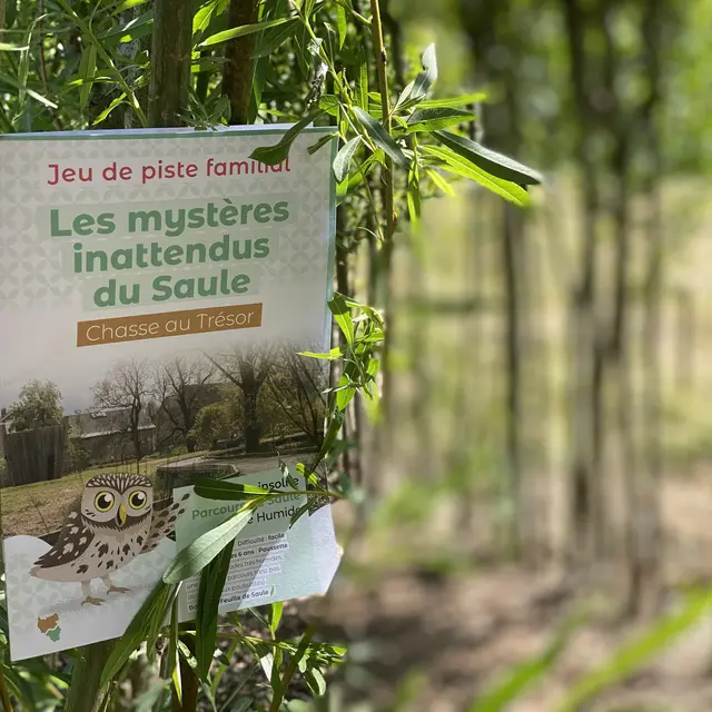 Parcours du saule
