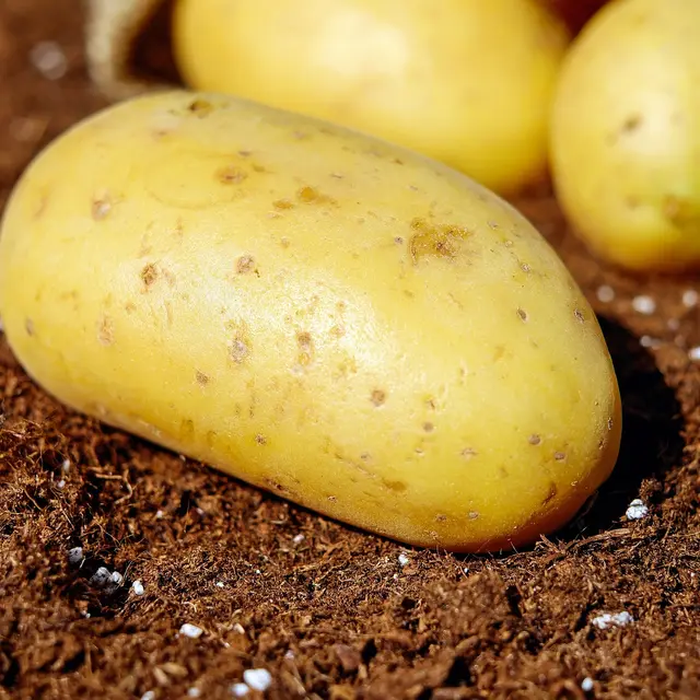 Pommes de terre Ferme Derivaux