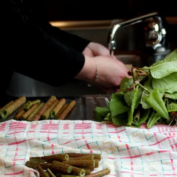 Balade-a-la-decouverte-des-sauvageonnes-comestibles